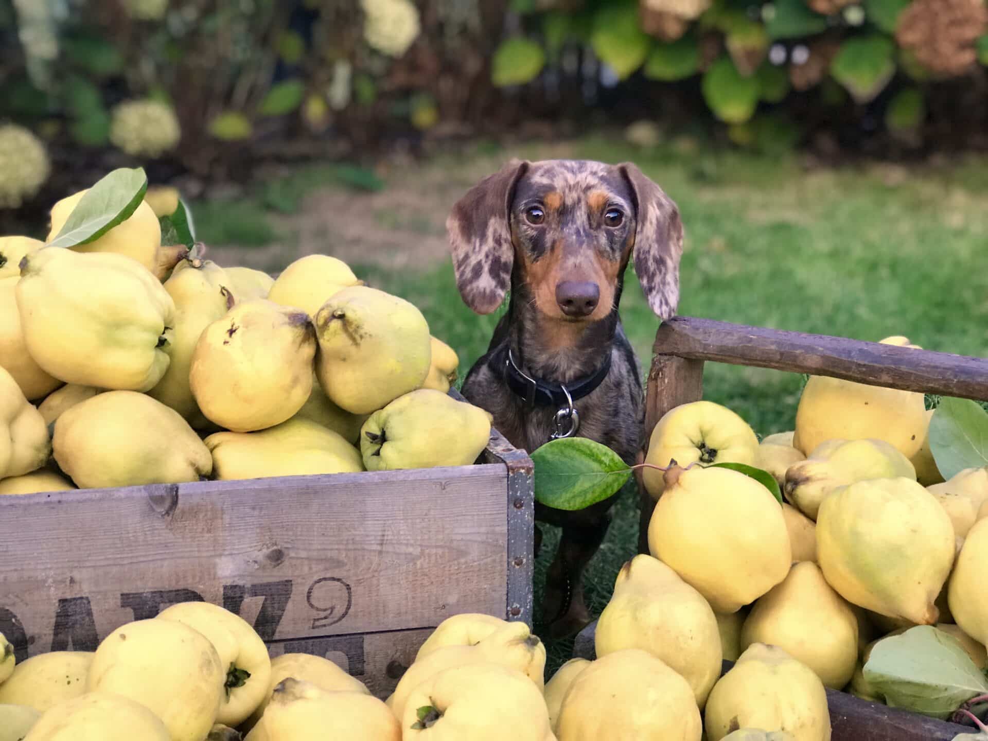 Is Monk Fruit Bad For Dogs