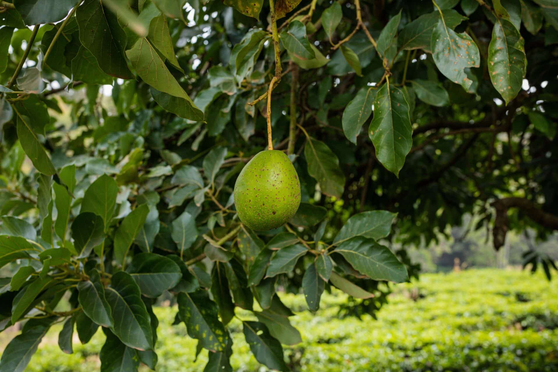How Long Does It Take For Avocado Tree To Fruit