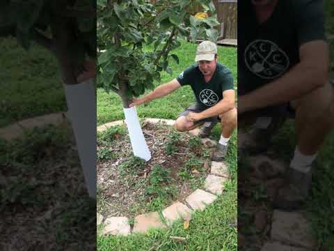 How Often Should Fruit Trees Be Watered