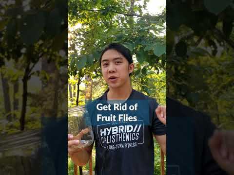 How To Get Rid Of Fruit Flies In Kitchen Sink