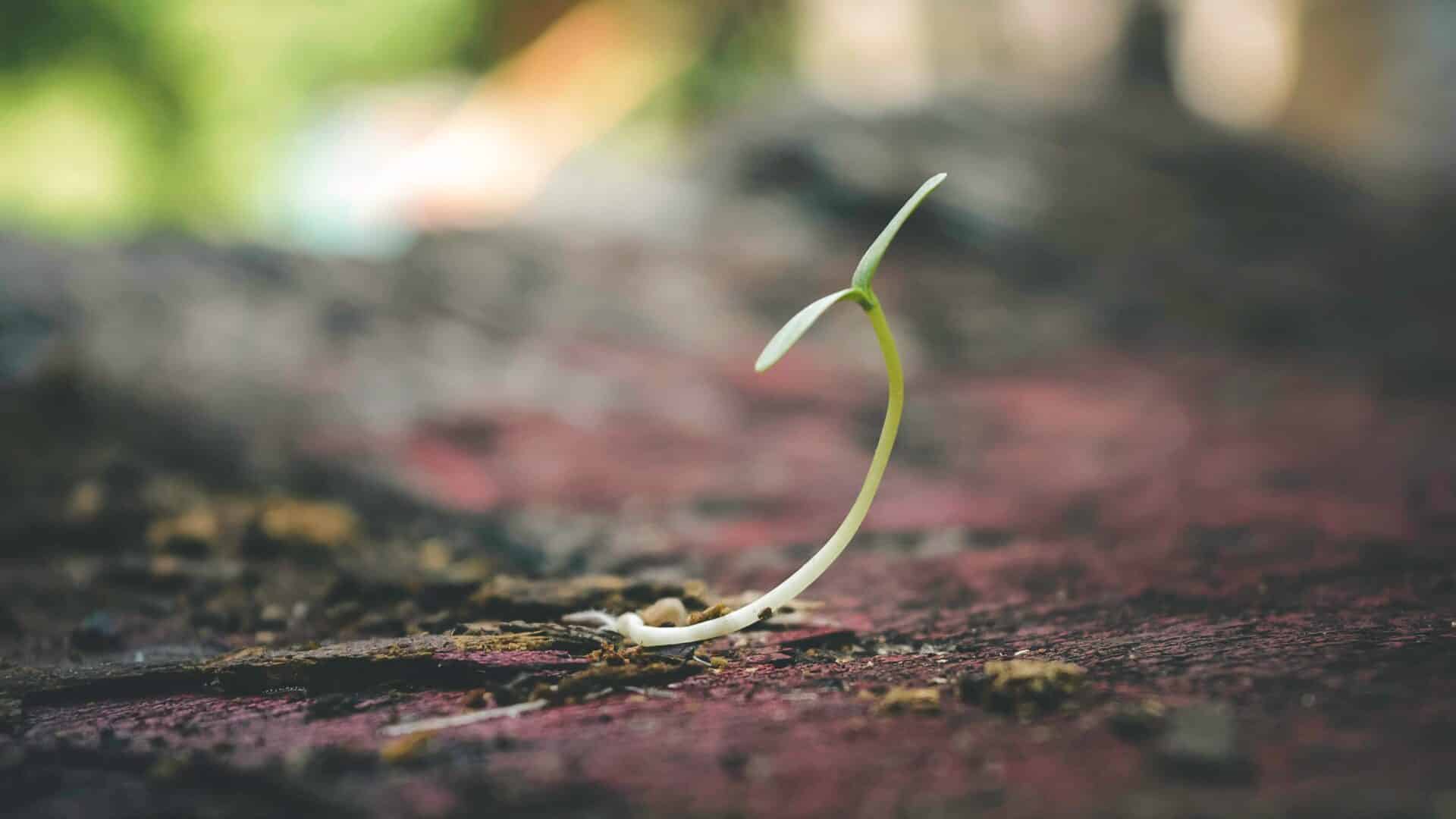 How Long Do Strawberry Seeds Take To Sprout