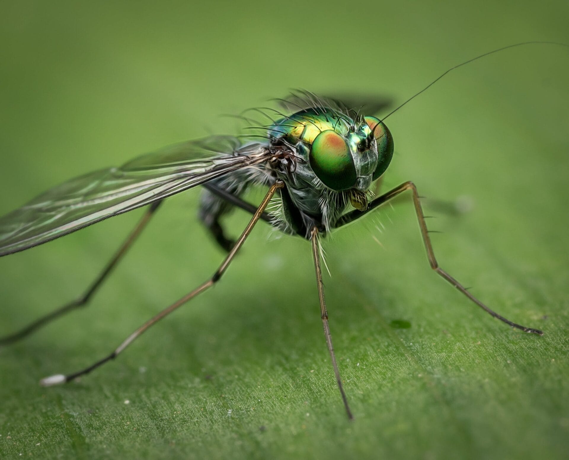 Can Fruit Fly Bite - Fruits Knowledge World