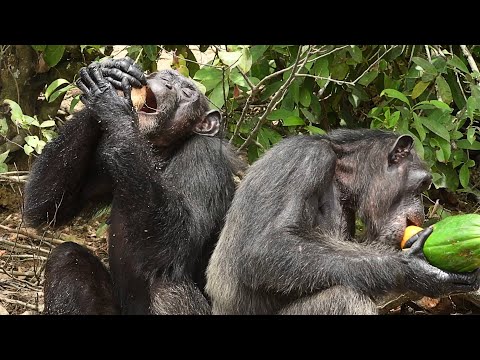 What Fruit Do Chimpanzees Eat - Fruits Knowledge World