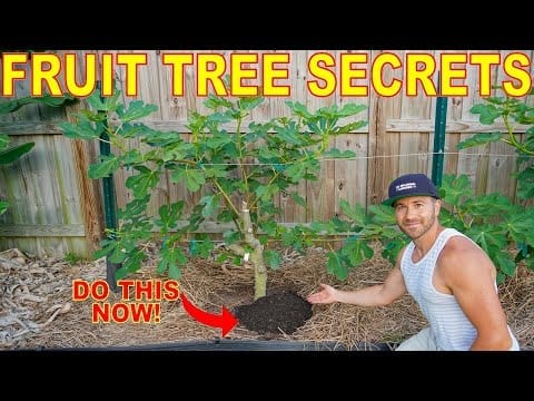 What Is A Good Fertilizer For Fruit Trees