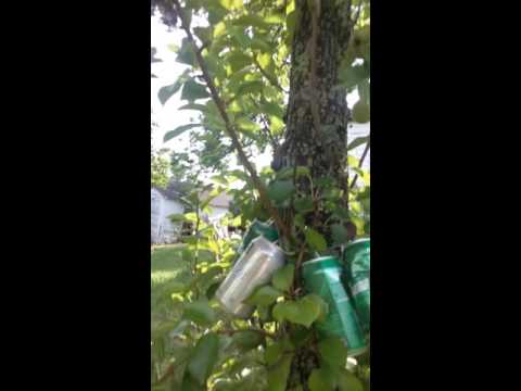 How To Protect Fruit Trees From Raccoons