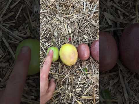 Will Passion Fruit Ripen After Picking