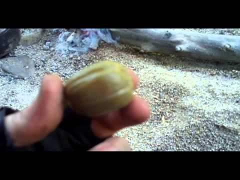 Is Agave Fruit