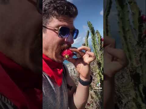 Is Cactus A Vegetable Or Fruit