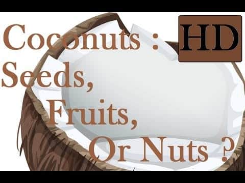 Is Coconut A Fruit Or A Seed