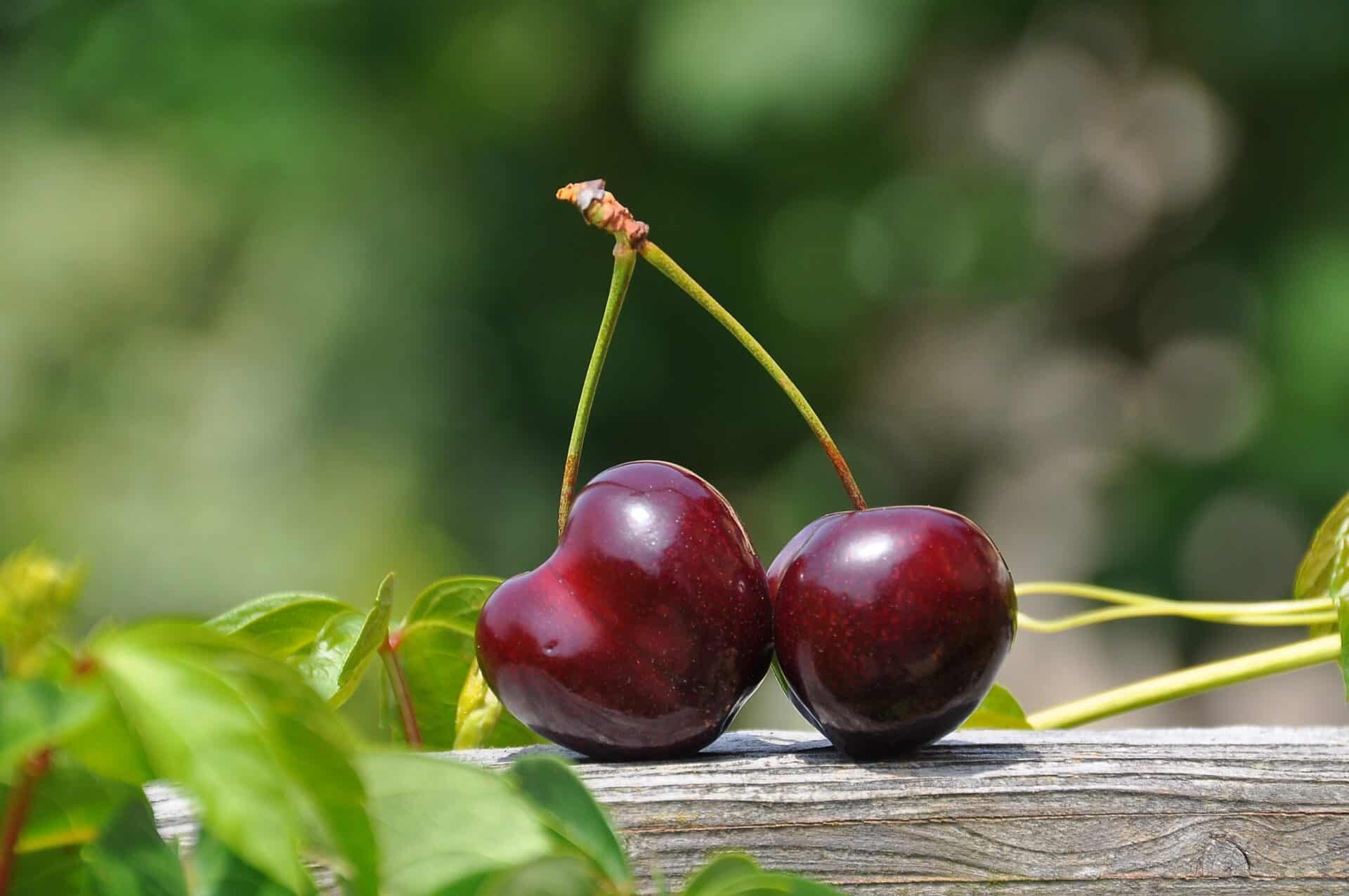 Is Tomato Feed Good For Fruit Trees