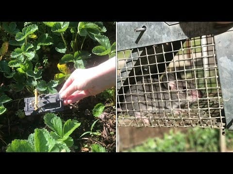 Can Mice Eat Strawberries