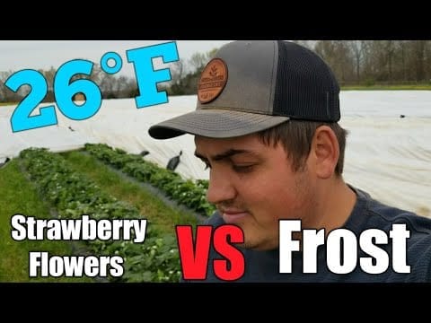 Can Strawberries Survive Frost