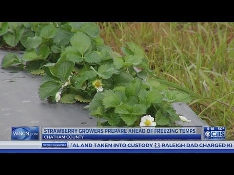 Will Strawberry Plants Survive A Freeze