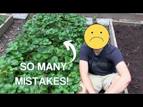 Is It Too Late To Plant Strawberries