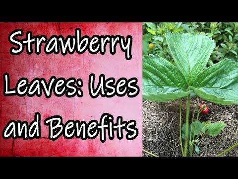 What Do Strawberry Leaves Look Like - Fruits Knowledge World