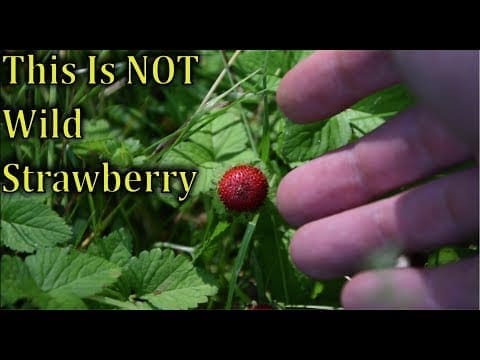 Can I Eat Wild Strawberries - Fruits Knowledge World