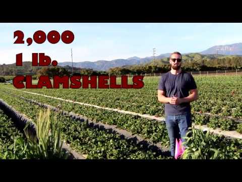 How Much Water Do Strawberries Need