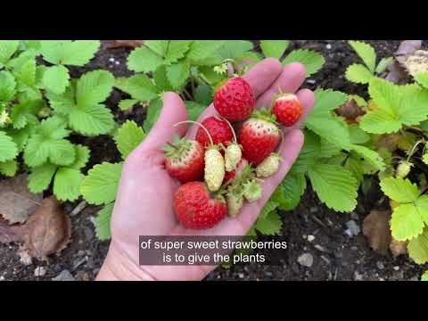 How Late In The Year Can I Transplant Strawberries