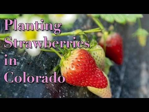 When To Plant Strawberries In Colorado