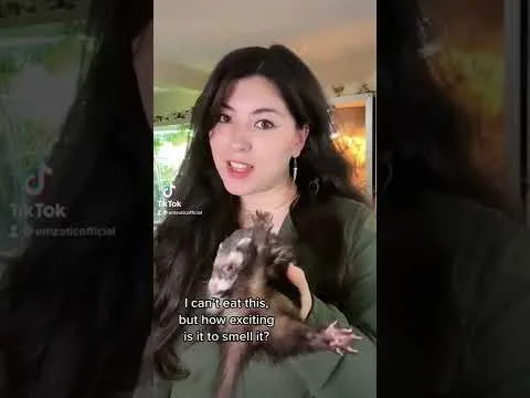 Can Ferrets Eat Strawberries