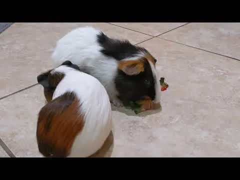 Can Guinea Pigs Have Strawberry Tops