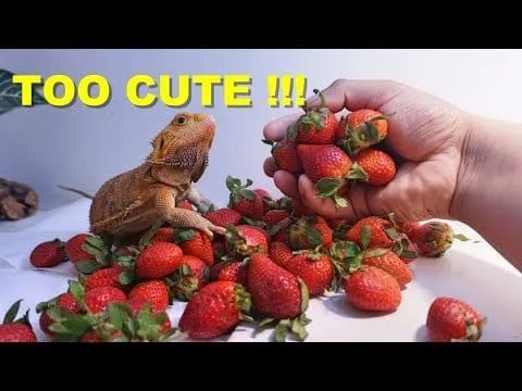 Do Lizards Eat Strawberries