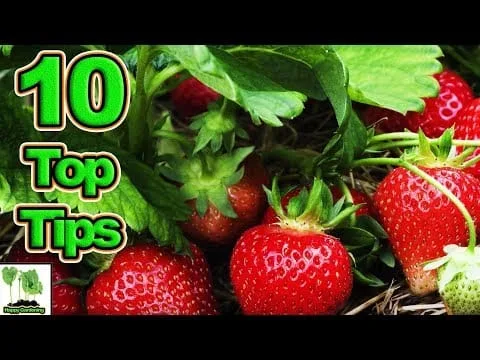 Do Strawberries Need Acidic Soil