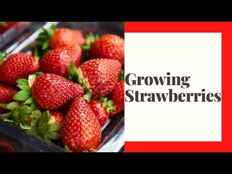 When To Plant Strawberries Zone 6