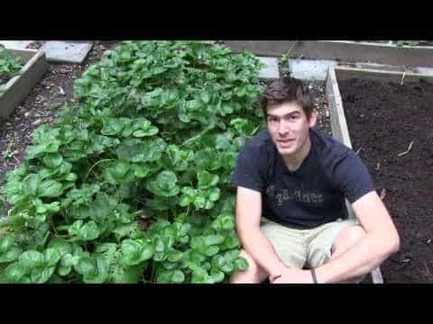 Are Strawberry Plants Annuals
