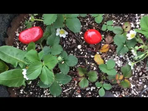 How To Keep Birds Out Of Strawberries