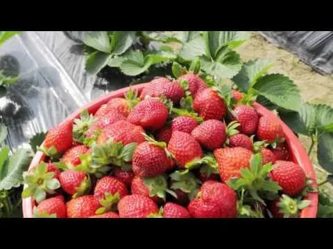How To Grow Strawberries In Georgia