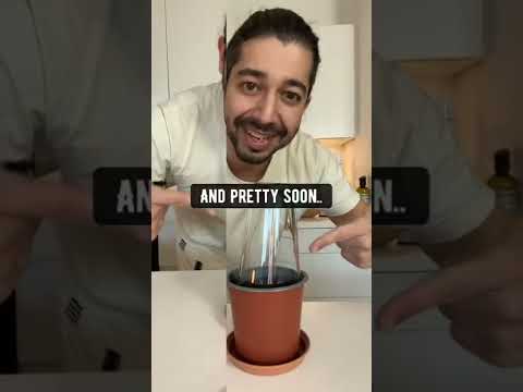 How To Grow Strawberries From Store Bought Strawberries