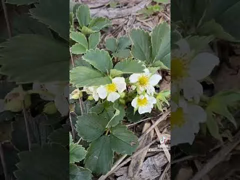 How Many Strawberries From One Plant