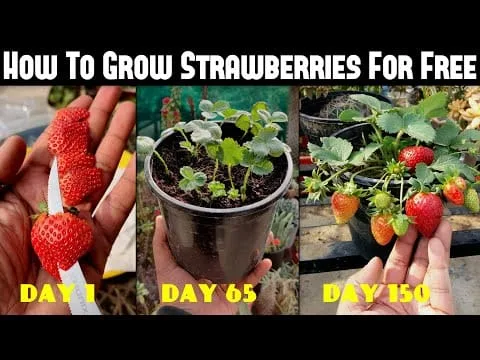 How Long Do Strawberries Take To Grow From Seed