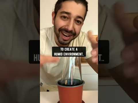 How To Grow Strawberries From Scraps