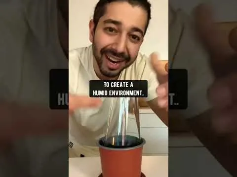 How To Grow Strawberries From Scraps
