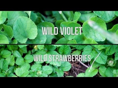 How To Get Rid Of Wild Strawberries