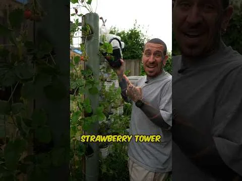 How To Make A Strawberry Tower