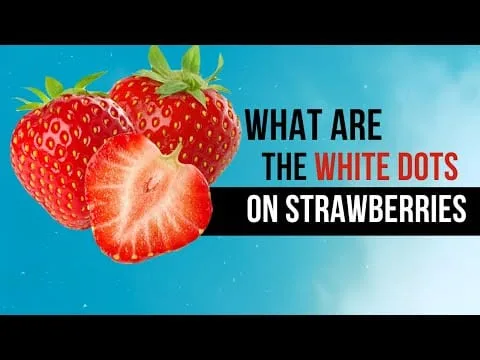 What Are The Dots On Strawberries