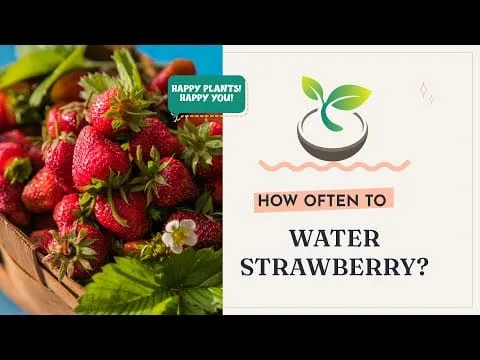 Should I Water Strawberries Every Day