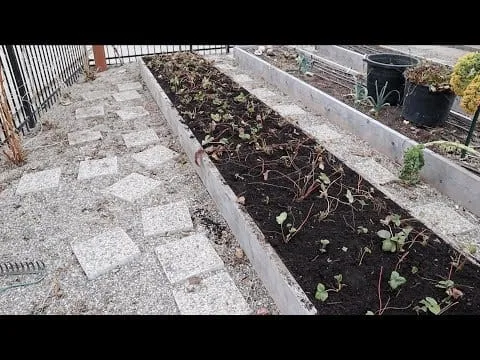 Do You Have To Replant Strawberries Every Year